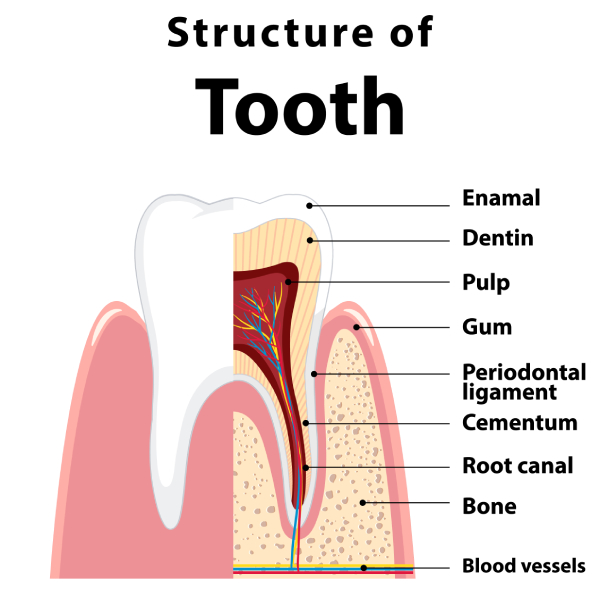Dental Implant Structure