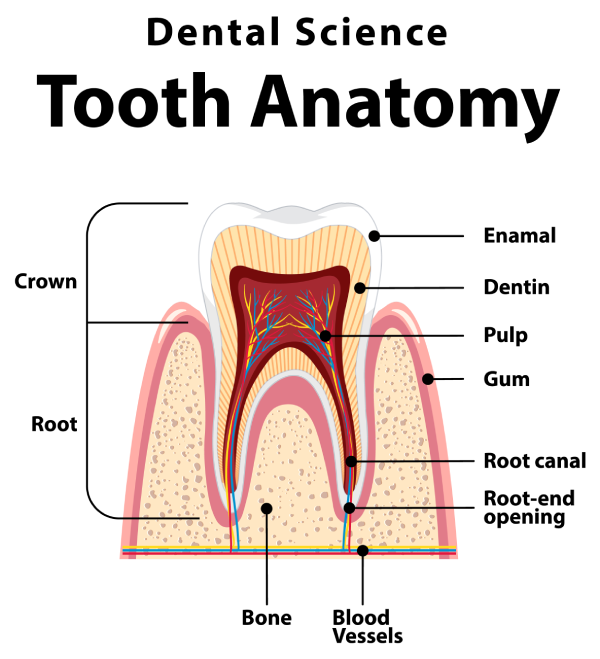 Root Canal Treatment Procedure